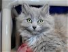 adoptable Cat in millersville, MD named Floofs