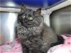 adoptable Cat in millersville, MD named Fluffers