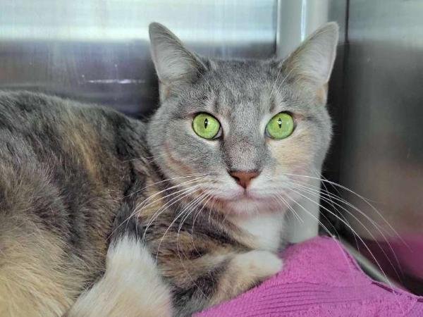 adoptable Cat in Millersville, MD named Maggie