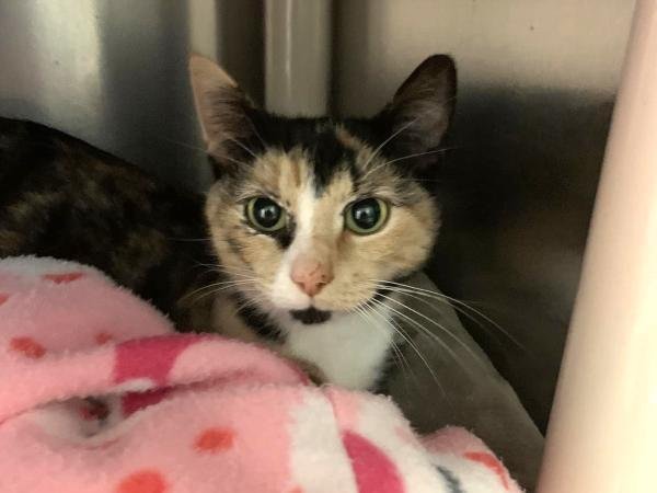 adoptable Cat in Millersville, MD named Minthara