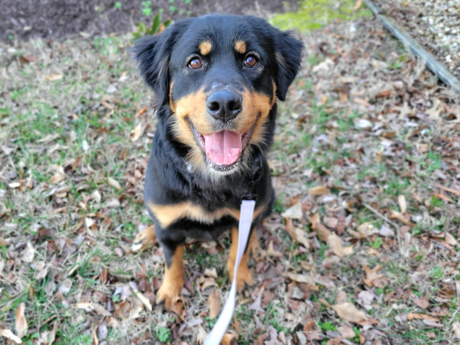 Dog adoption in Millersville, MD 21108 Rottweiler / Mixed Dog "Luna Lopez"