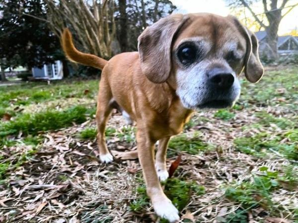 adoptable Dog in Millersville, MD named Mini Man
