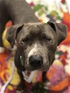 adoptable Dog in millersville, MD named Dino