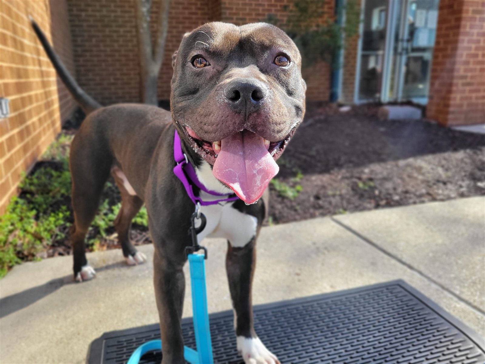 adoptable Dog in Millersville, MD named Trolli