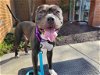 adoptable Dog in millersville, MD named Trolli