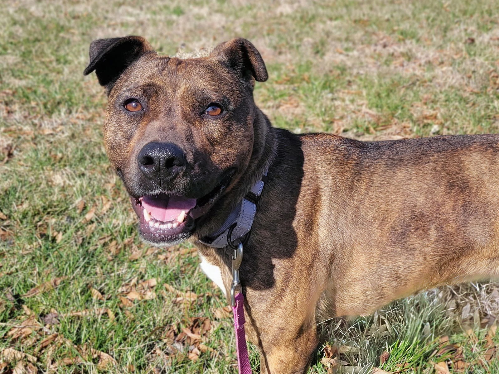 adoptable Dog in Millersville, MD named Tuna