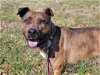 adoptable Dog in millersville, MD named Tuna