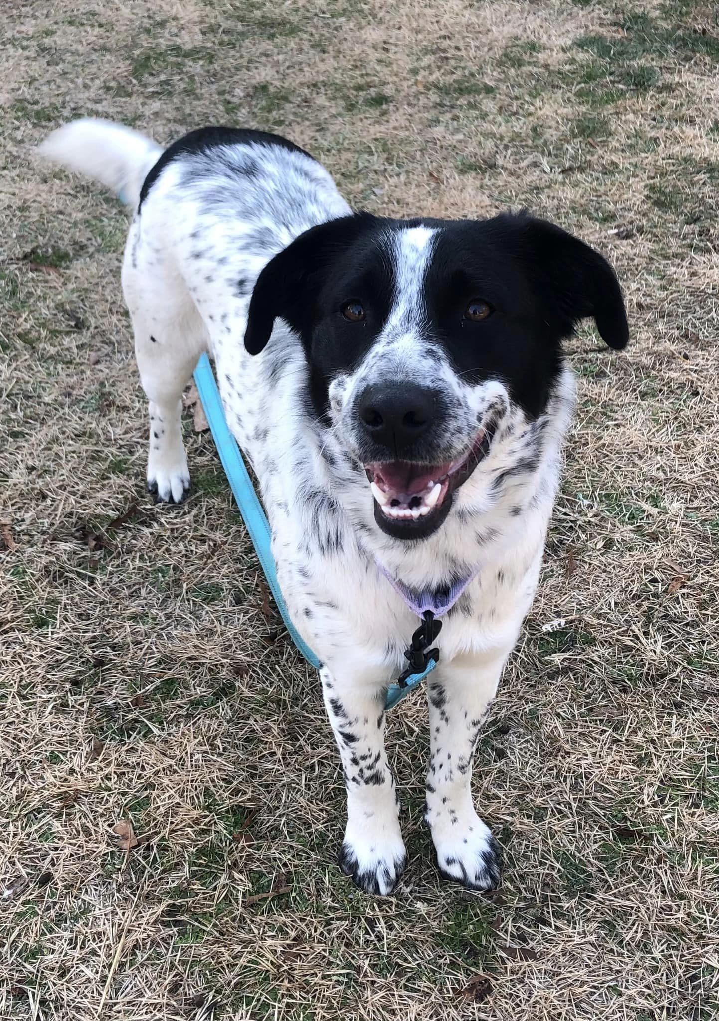 Dog for Adoption Oreo, a Border Collie in Anne Arundel County, MD