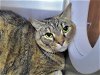 adoptable Cat in millersville, MD named Clover