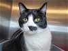 adoptable Cat in millersville, MD named Dash
