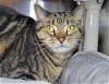 adoptable Cat in millersville, MD named Dax