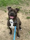 adoptable Dog in millersville, MD named Coconut Dreams