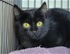 adoptable Cat in , MD named McDouble