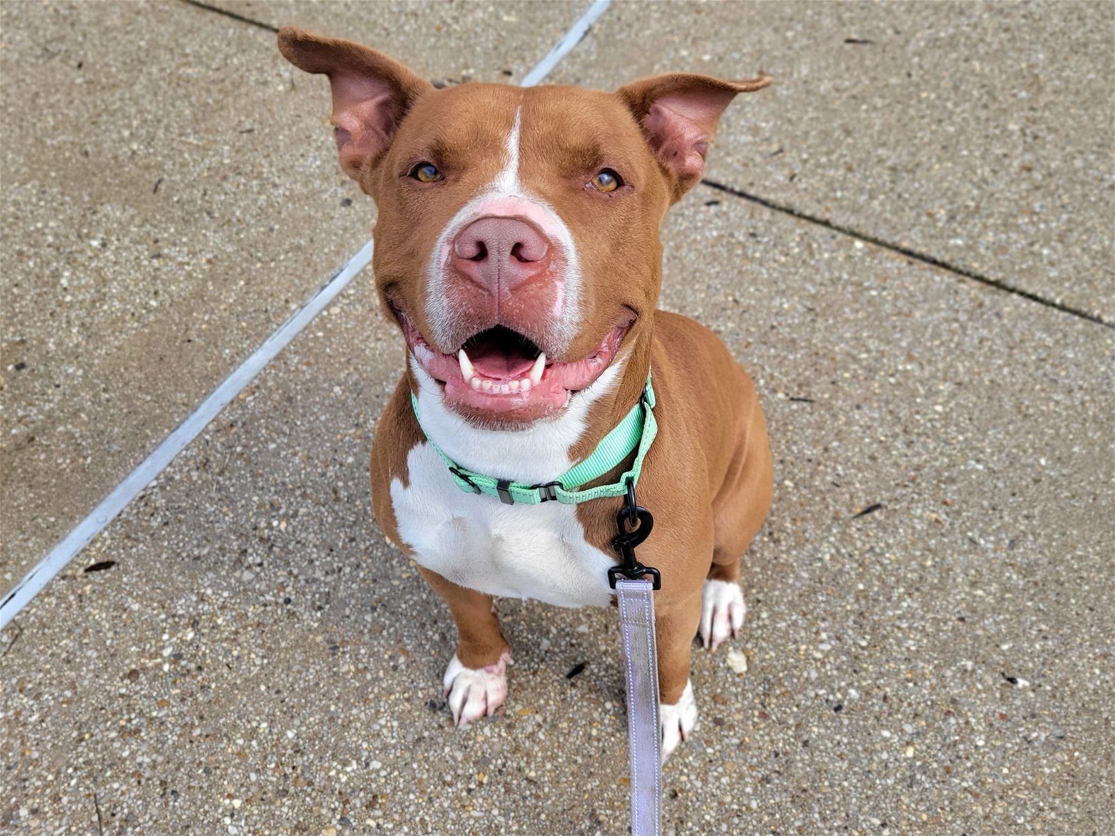 adoptable Dog in Millersville, MD named Silly