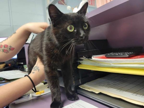 adoptable Cat in Millersville, MD named Miri