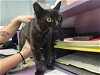 adoptable Cat in millersville, MD named Miri