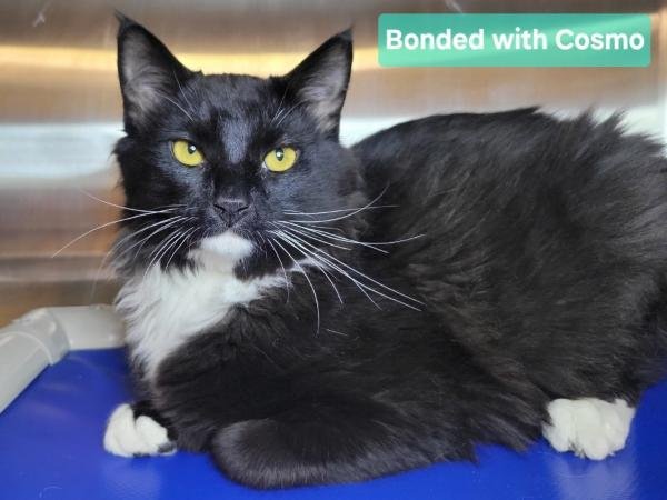 adoptable Cat in Millersville, MD named Sox