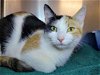 adoptable Cat in millersville, MD named Yono