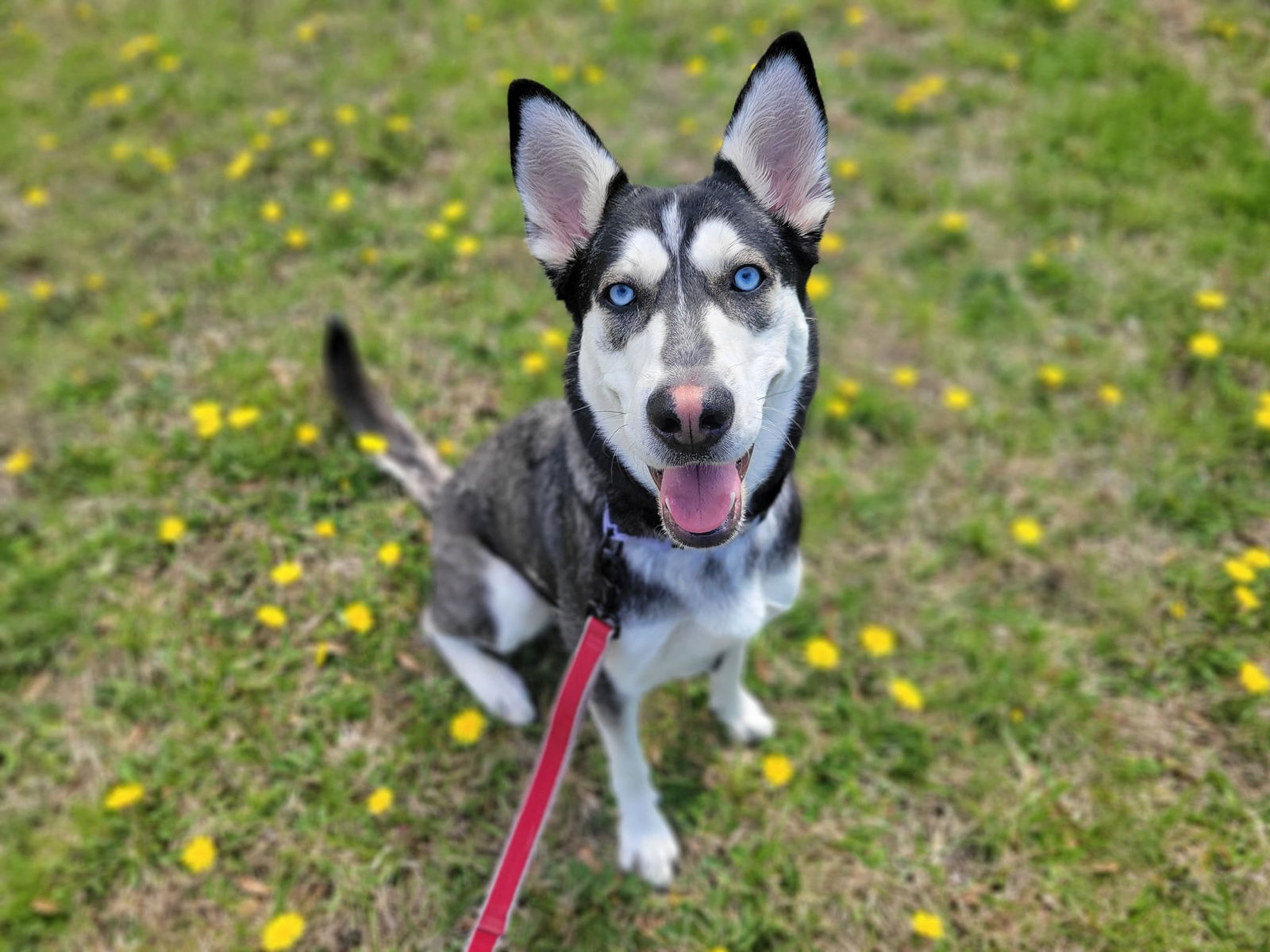 Dog Adoption In Millersville, MD 21108: Siberian Husky / Mixed Dog ...