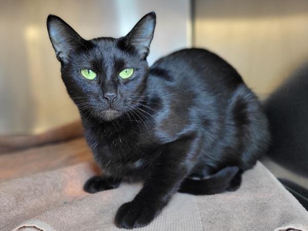 adoptable Cat in Millersville, MD named Sabrina