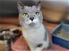 adoptable Cat in millersville, MD named Pixy Stix