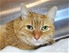 adoptable Cat in millersville, MD named Twinkle
