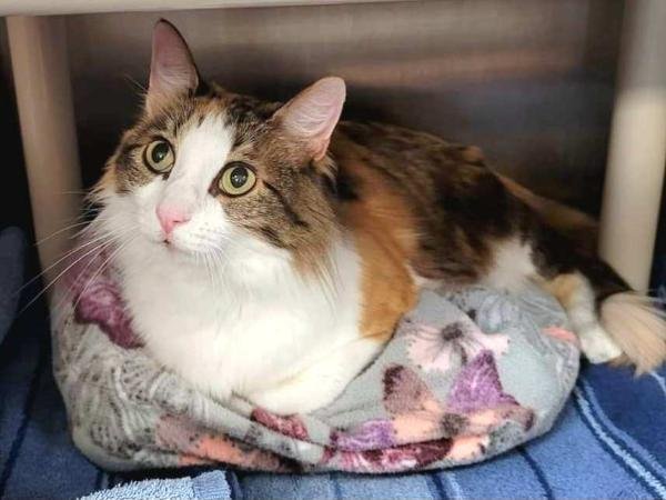 adoptable Cat in Millersville, MD named Joan