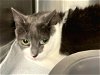adoptable Cat in millersville, MD named Thelma