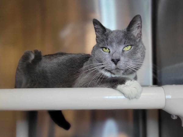 adoptable Cat in Millersville, MD named Cutie Pie