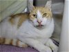 adoptable Cat in millersville, MD named Waffle