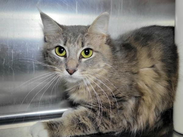 adoptable Cat in Millersville, MD named Maui