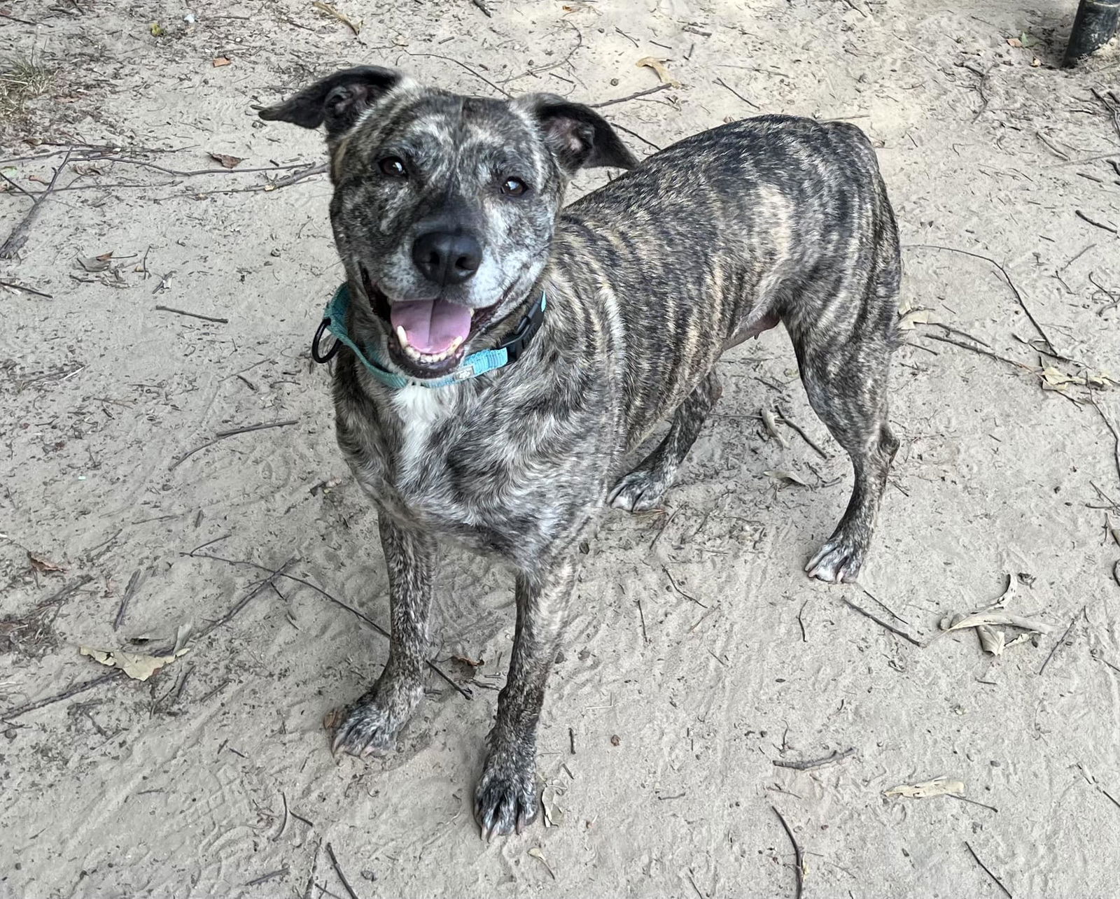 adoptable Dog in Millersville, MD named Sassy