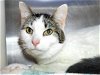 adoptable Cat in , MD named Mama Cat