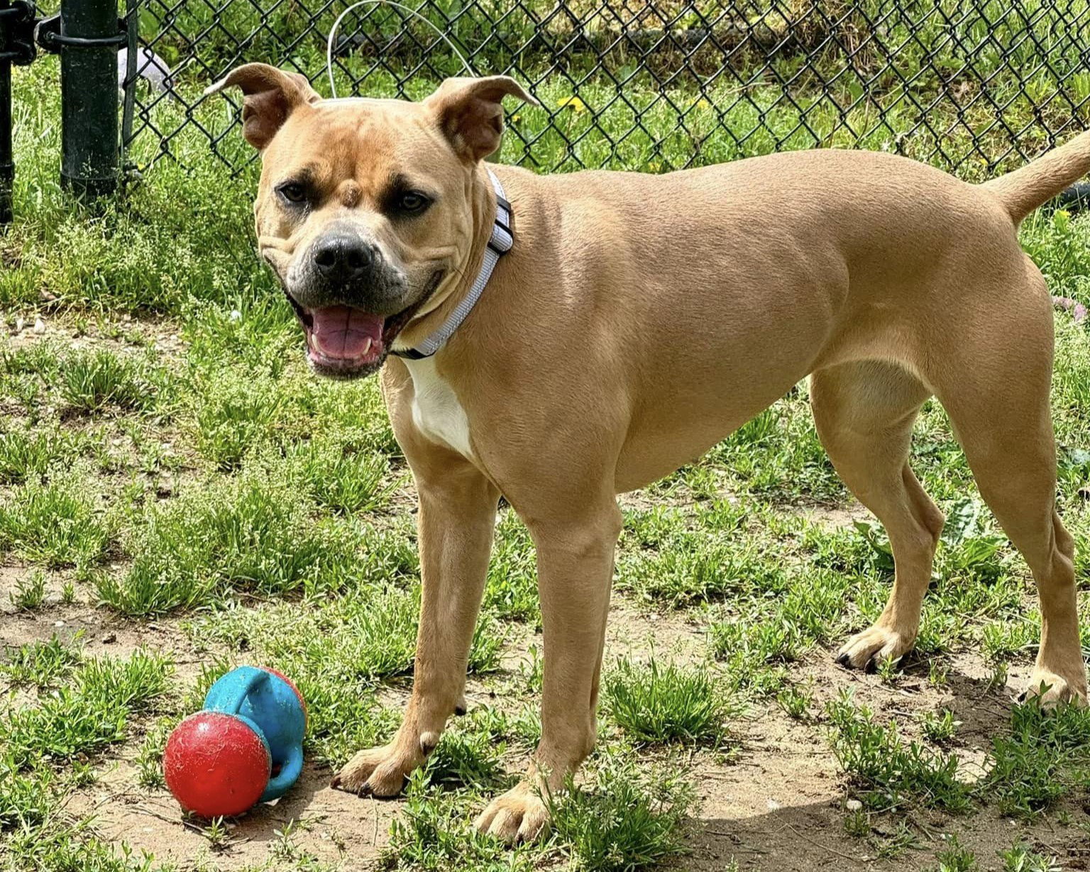 Dog for Adoption Nala, a Pit Bull Terrier in Anne Arundel County, MD