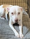 adoptable Dog in , MD named Lucy