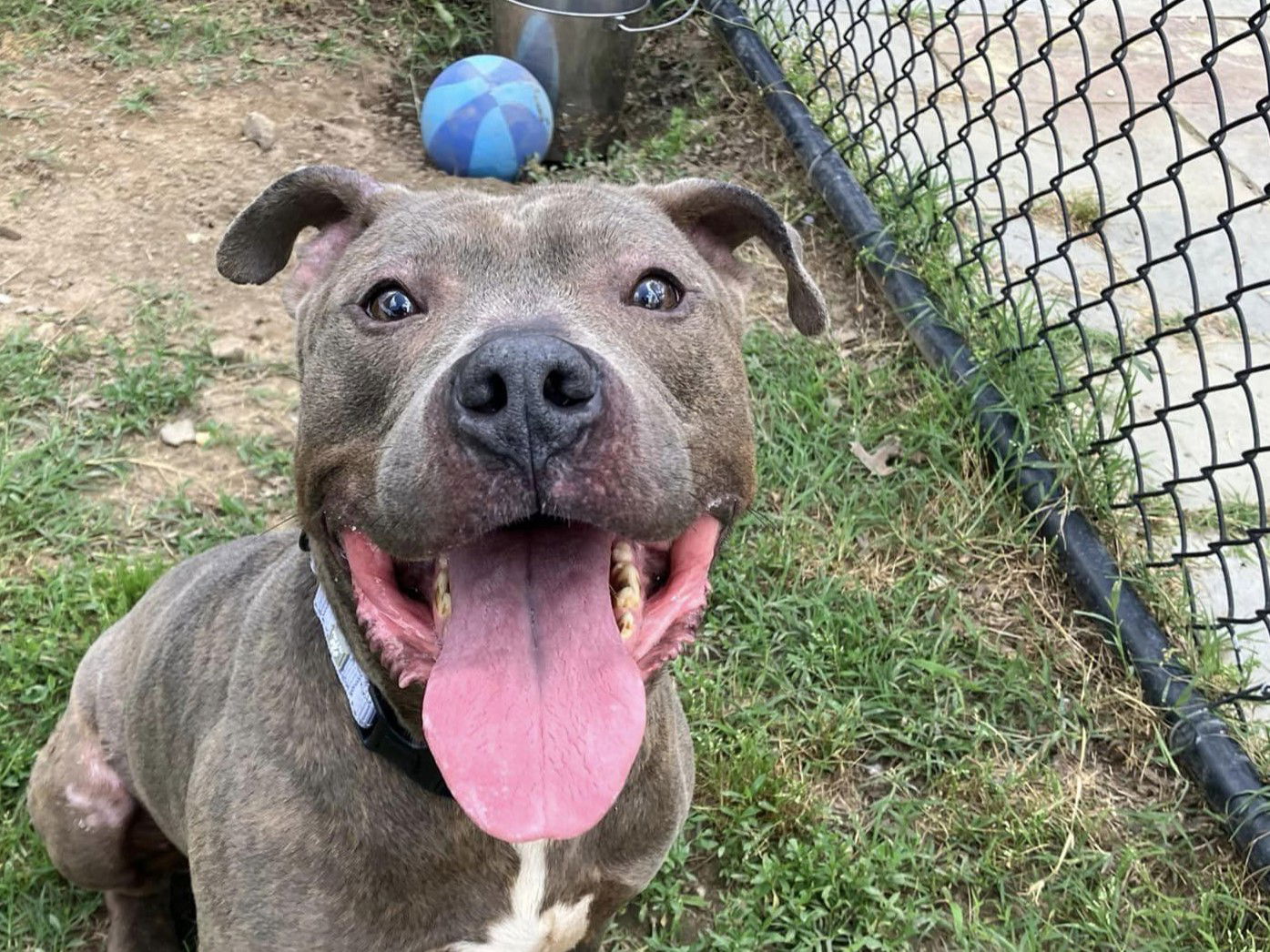 adoptable Dog in Millersville, MD named Taro