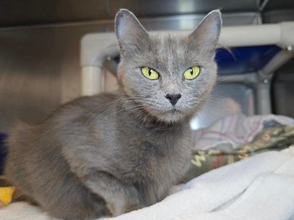 adoptable Cat in Millersville, MD named Kazooie