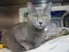 adoptable Cat in , MD named Kazooie