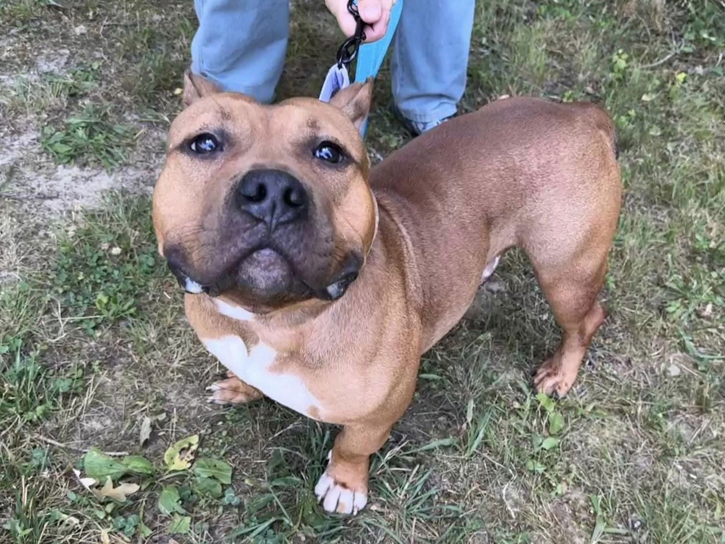 adoptable Dog in Millersville, MD named Bush's Baked Beans