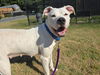 adoptable Dog in , MD named Polar