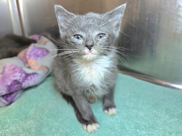 adoptable Cat in Millersville, MD named Bebop