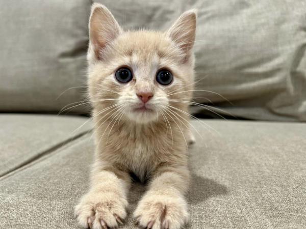 adoptable Cat in Millersville, MD named Birdhouse