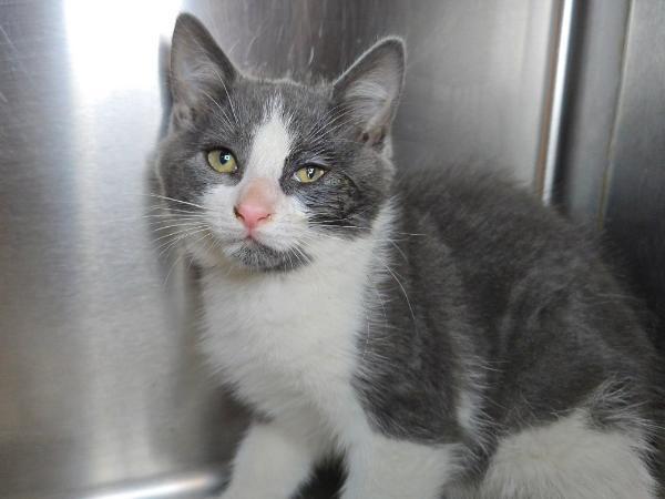 adoptable Cat in Millersville, MD named Kettle