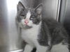 adoptable Cat in , MD named Kettle