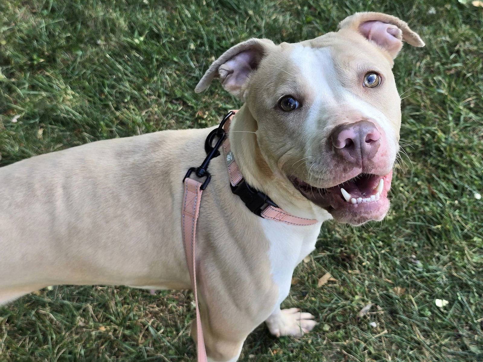 adoptable Dog in Millersville, MD named Aussie