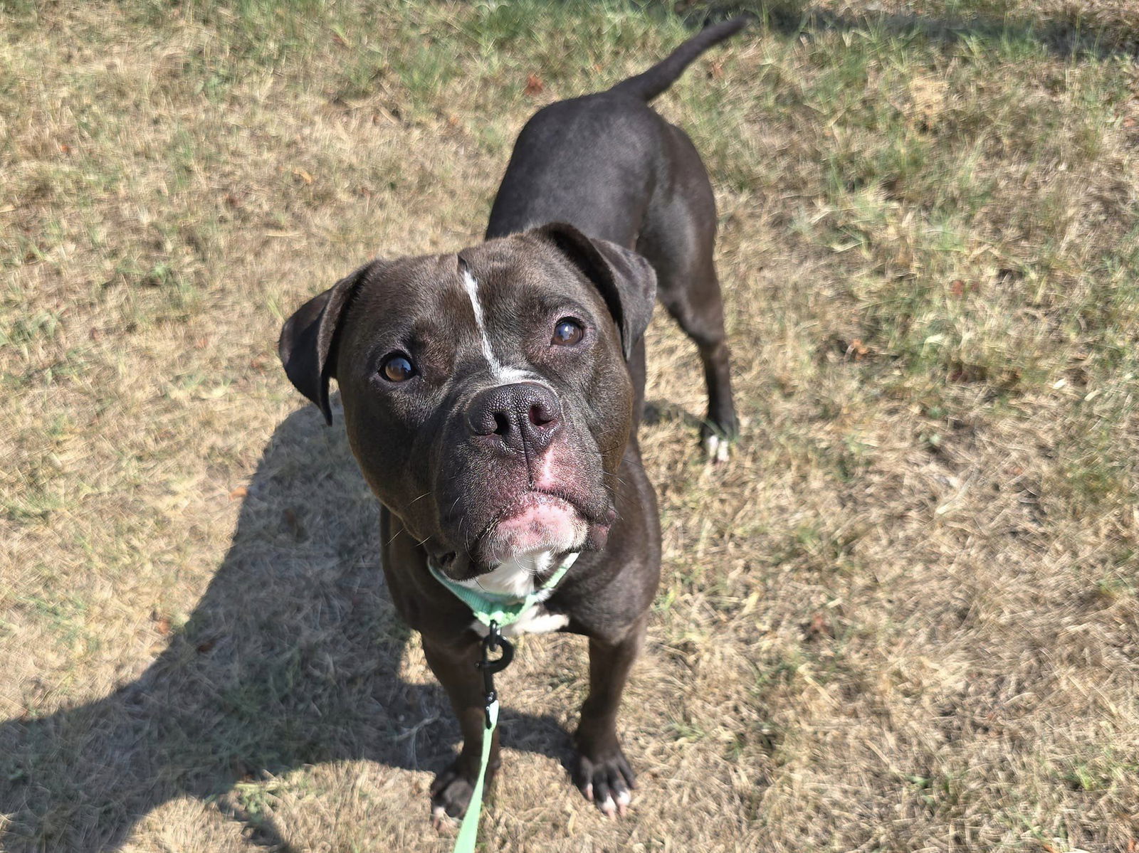 adoptable Dog in Millersville, MD named Rider