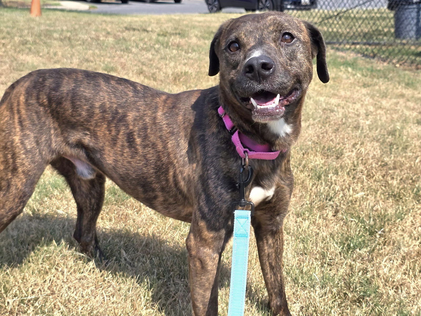 adoptable Dog in Millersville, MD named Heracles