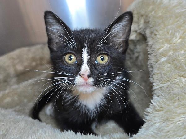 adoptable Cat in Millersville, MD named Cross Walk