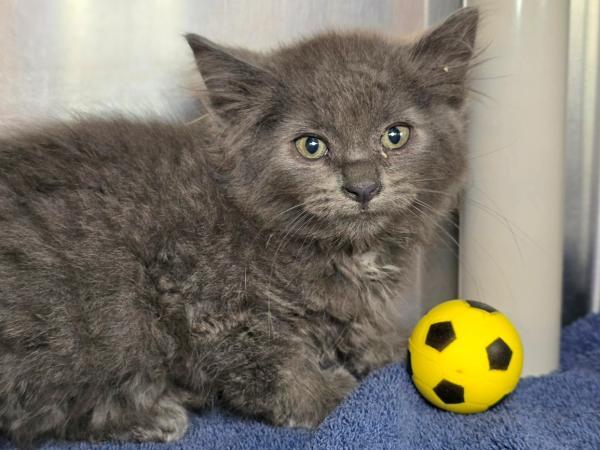 adoptable Cat in Millersville, MD named Soft Pretzel