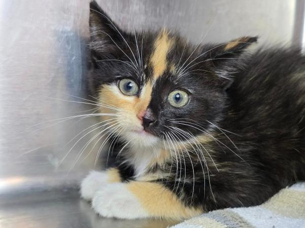 adoptable Cat in Millersville, MD named Wasabi